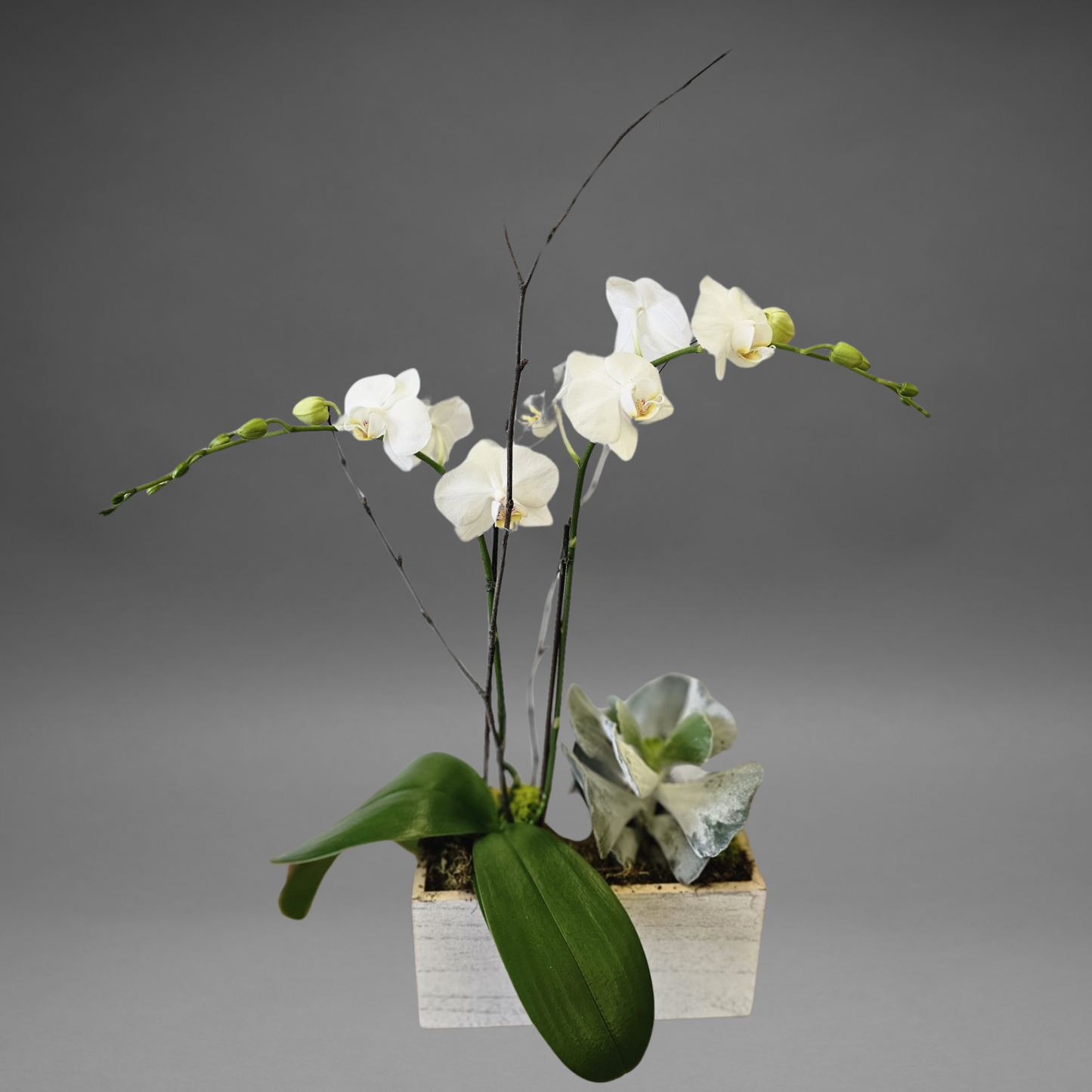 Orchid Oasis