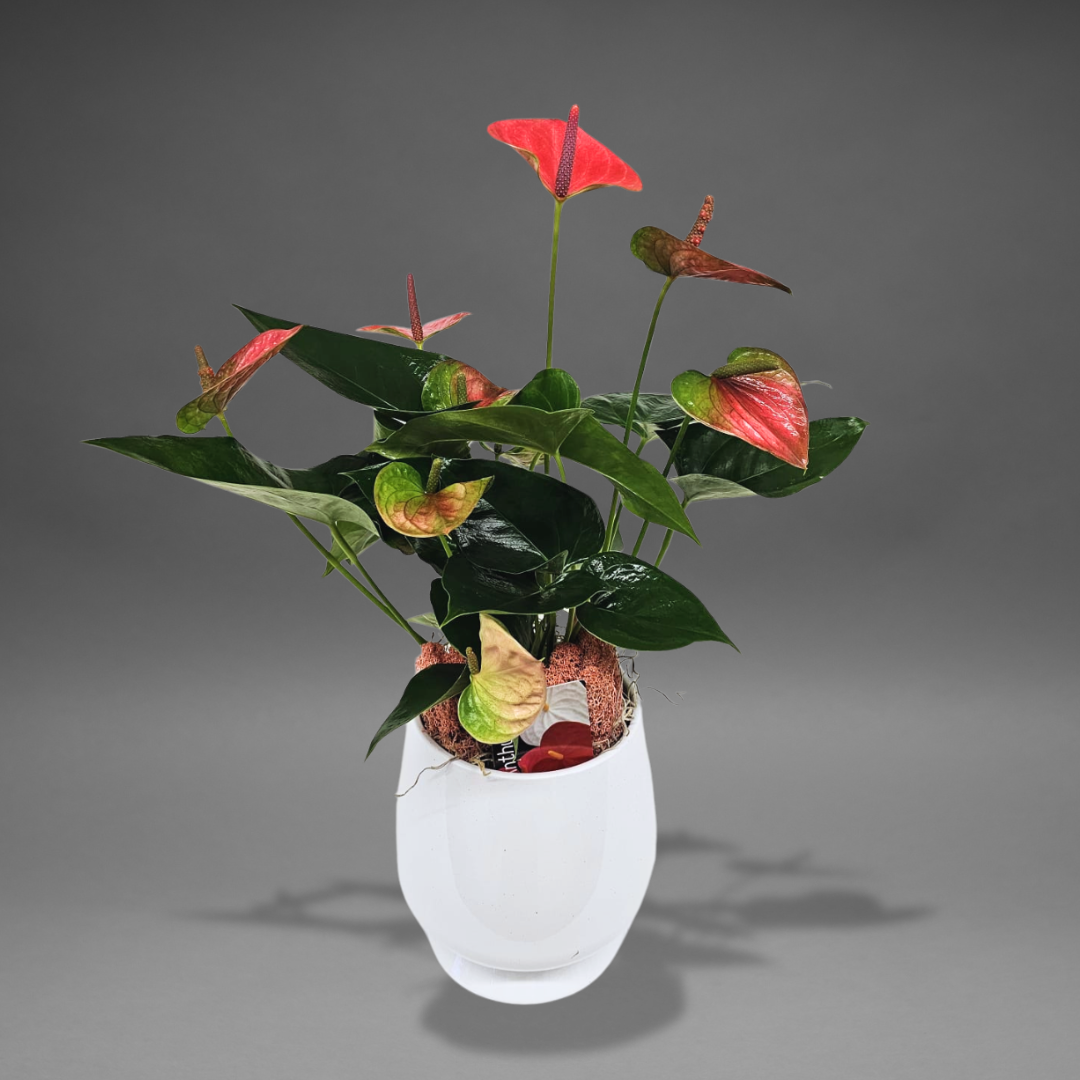 Pink Anthurium