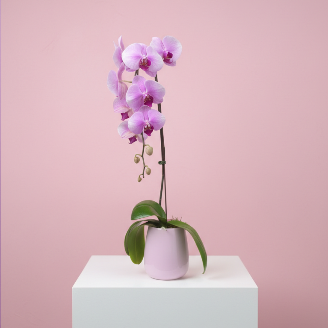 Orquídea Phalaenopsis Rosa