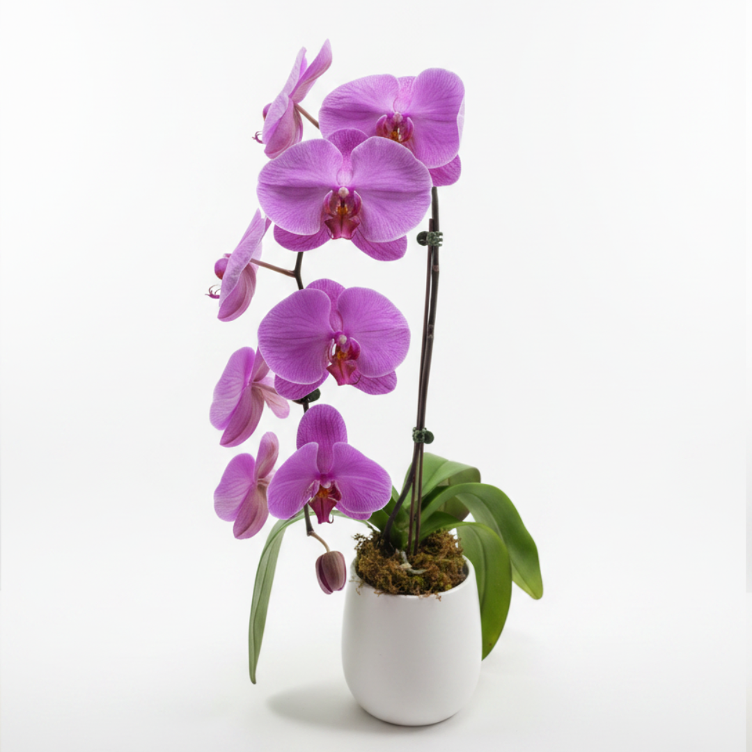 Pink Phalaenopsis Orchid – ALANA'S FLOWERS & GIFTS, Etobicoke ON