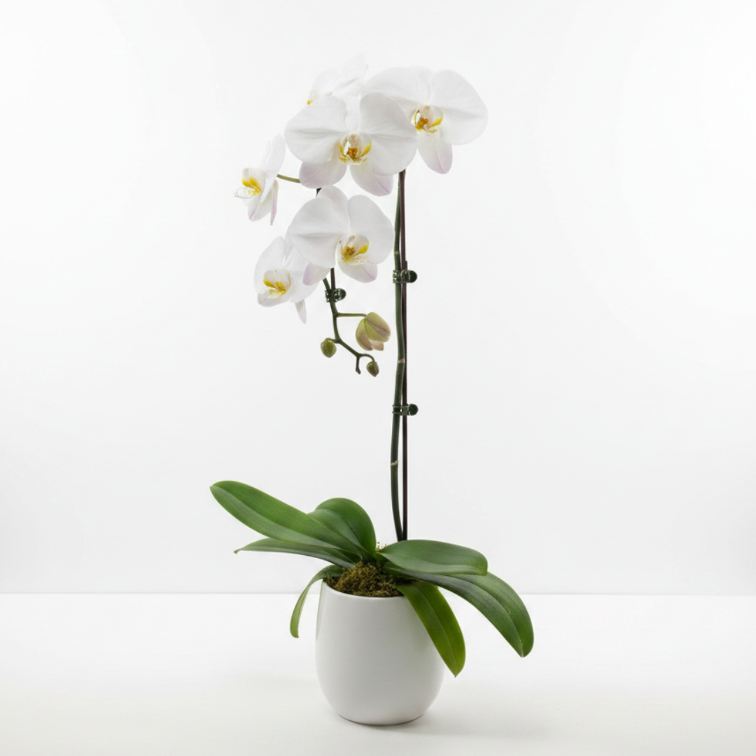 White Phalaenopsis Orchid – ALANA'S FLOWERS & GIFTS, Etobicoke ON