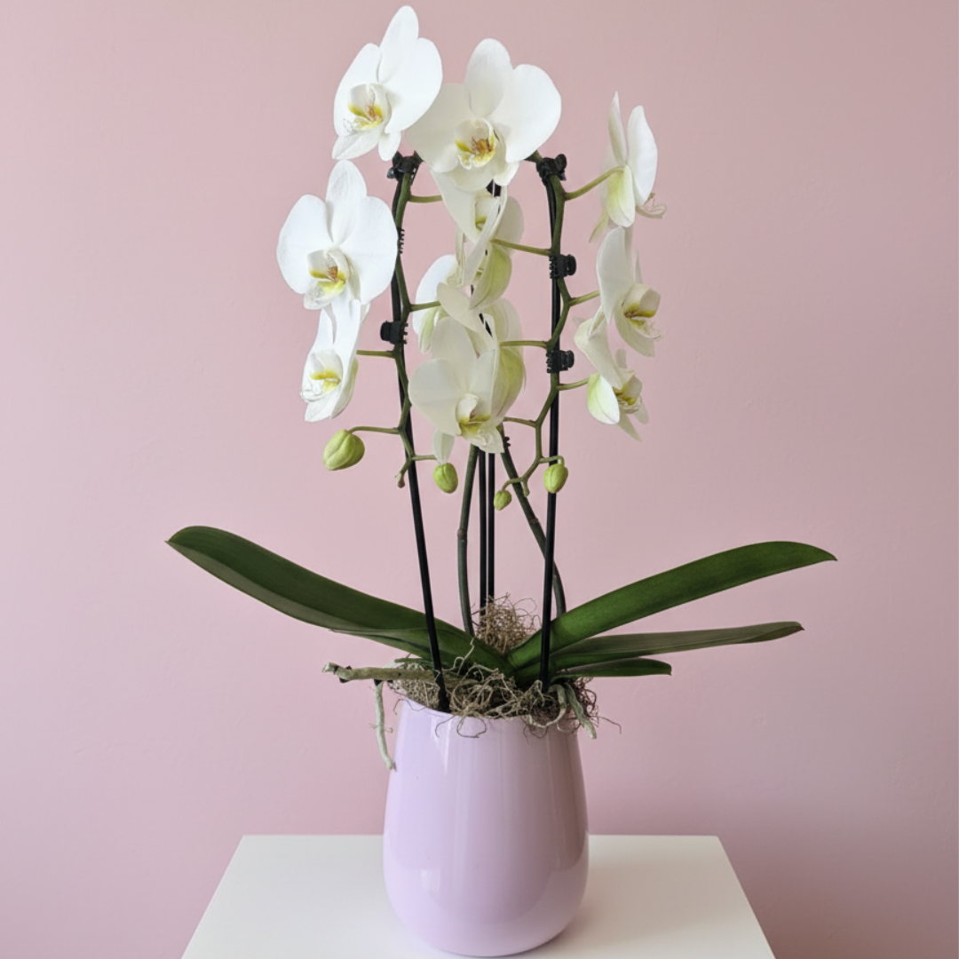 Double White Cascading Phalaenopsis Orchid