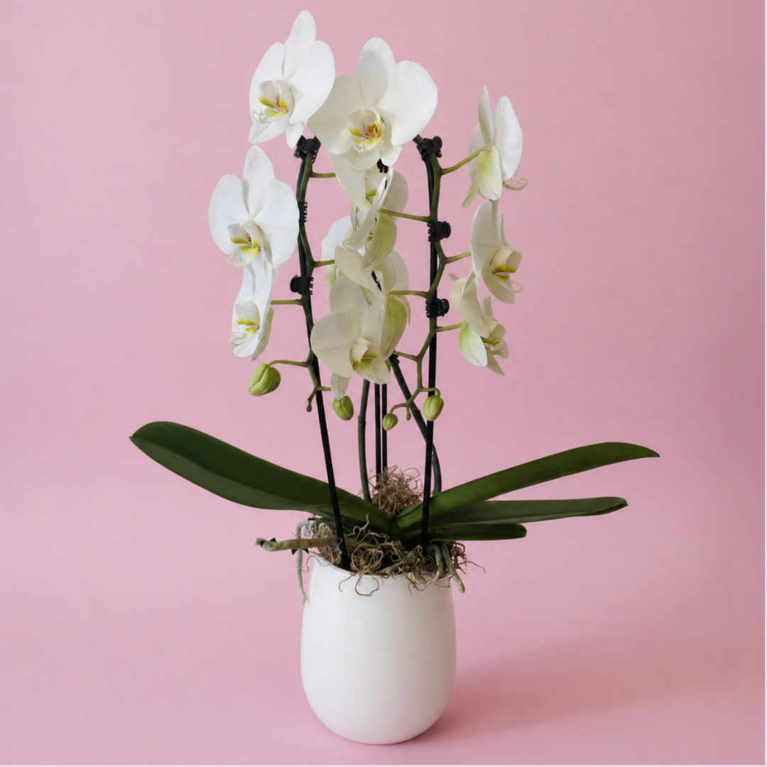 Double White Phalaenopsis Orchid