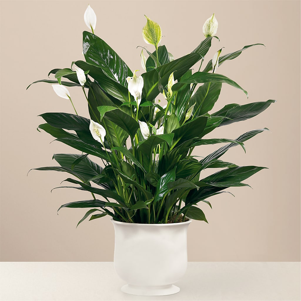 Comfort Planter – ALANA'S FLOWERS & GIFTS, Etobicoke ON