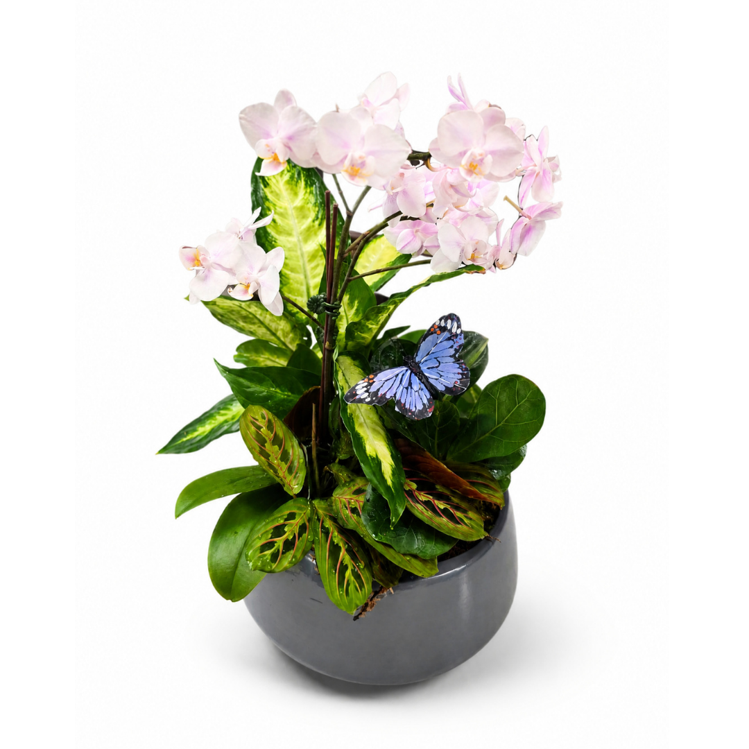Orchid Meadow Garden – ALANA'S FLOWERS & GIFTS, Etobicoke ON