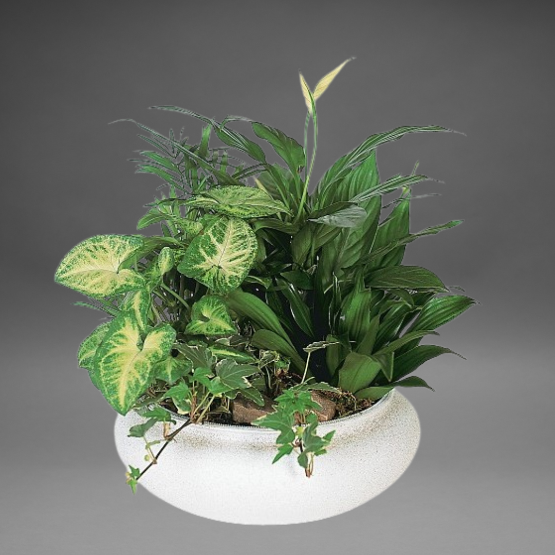 Ceramic Dish Garden – ALANA'S FLOWERS & GIFTS, Etobicoke ON