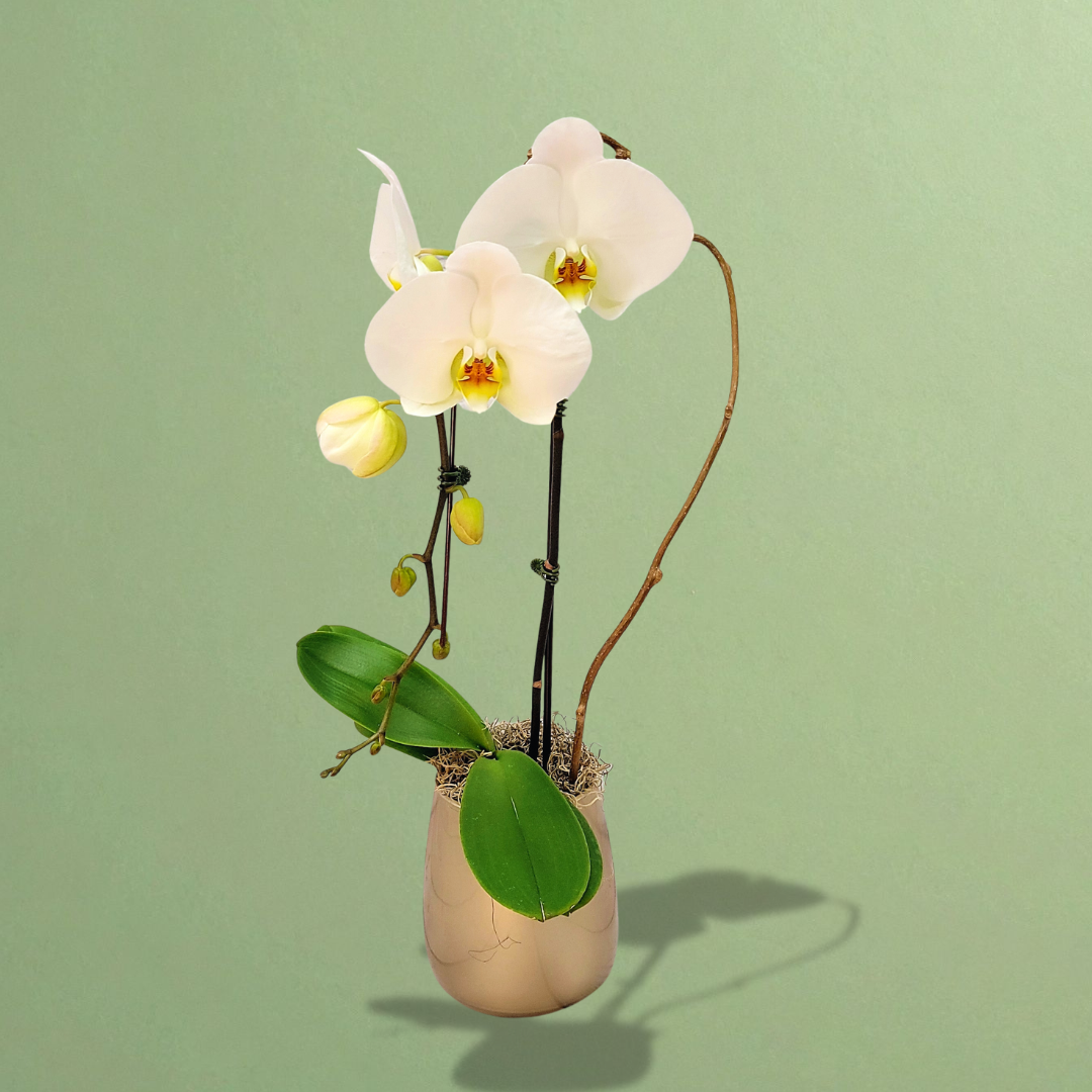 Snowdrop Elegance Phalaenopsis Orchid