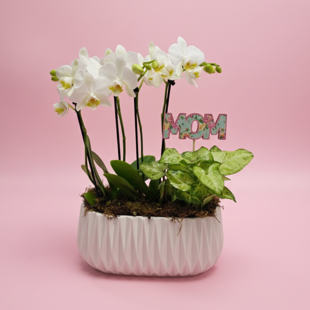 Jardín Colección Paraíso