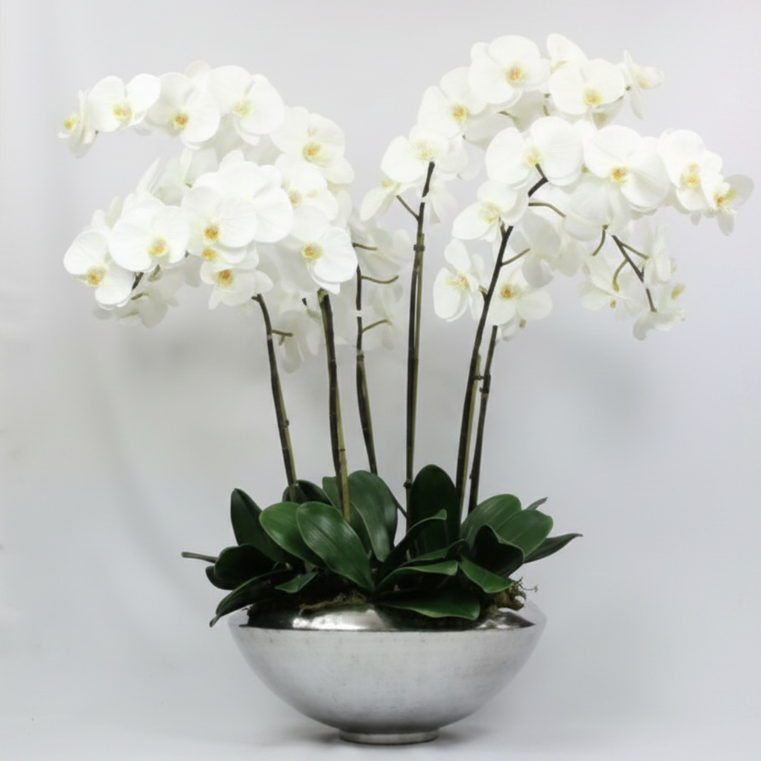 Deluxe Orchid Garden – ALANA'S FLOWERS & GIFTS, Etobicoke ON