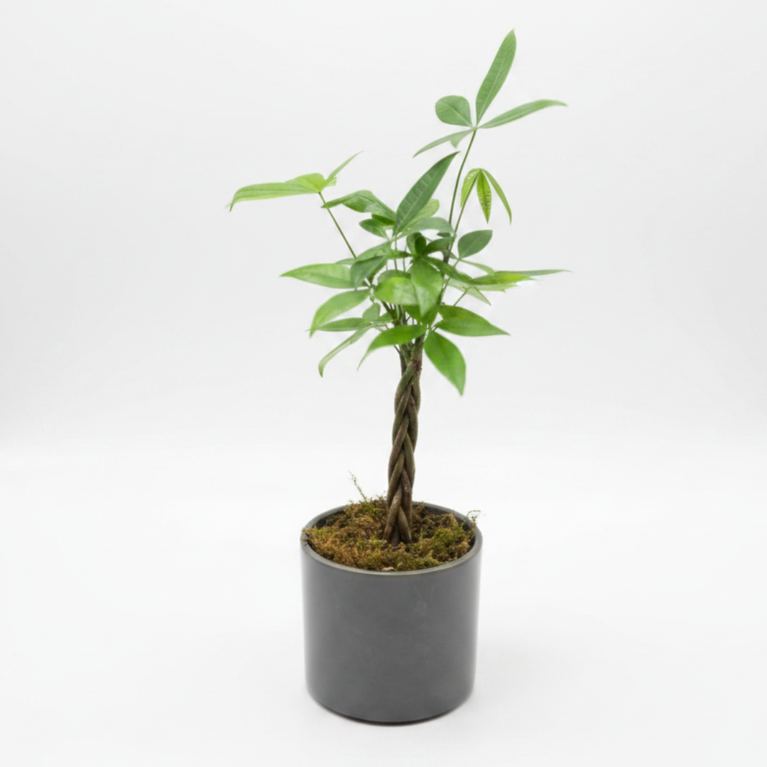 Money Tree
