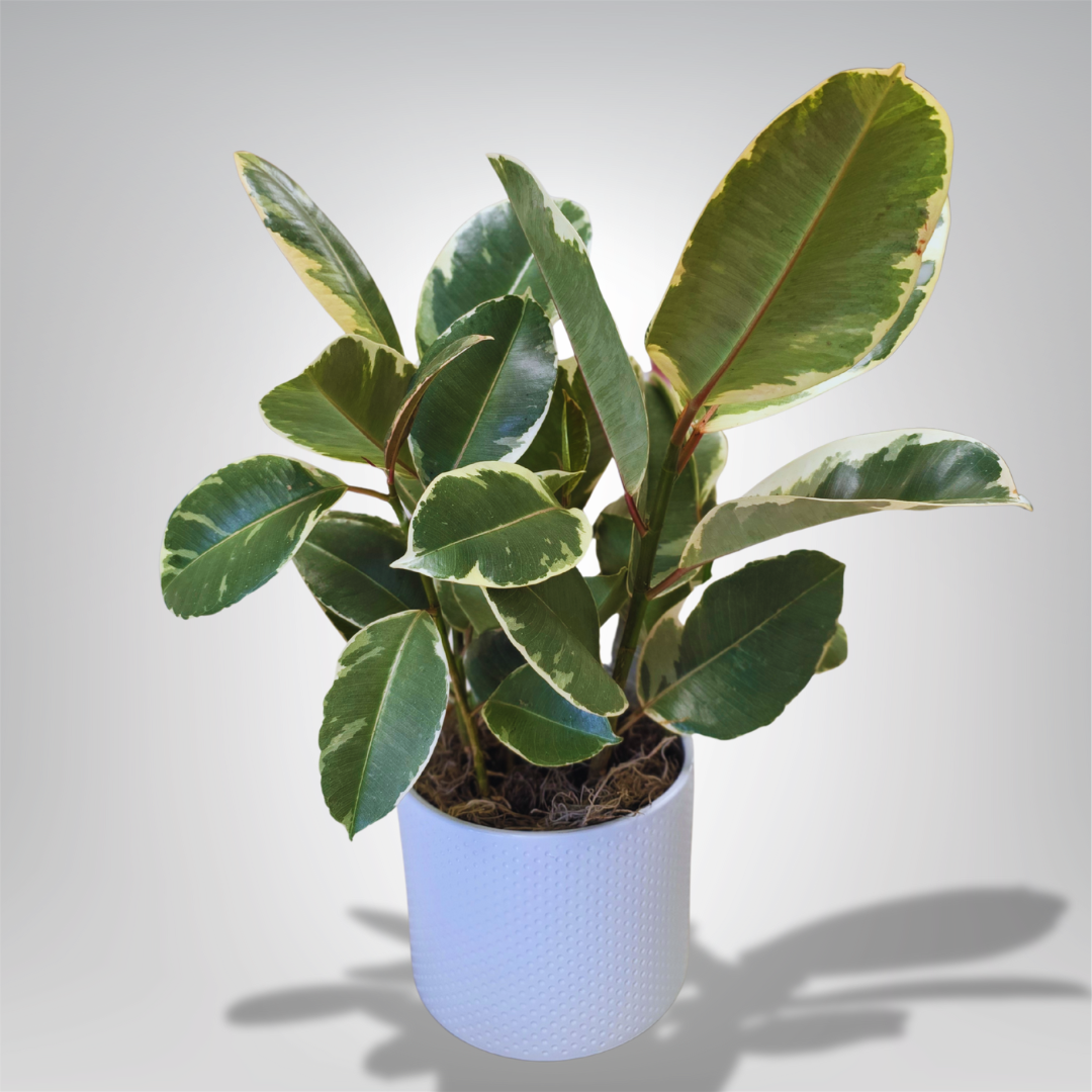 Ficus elástica variegado