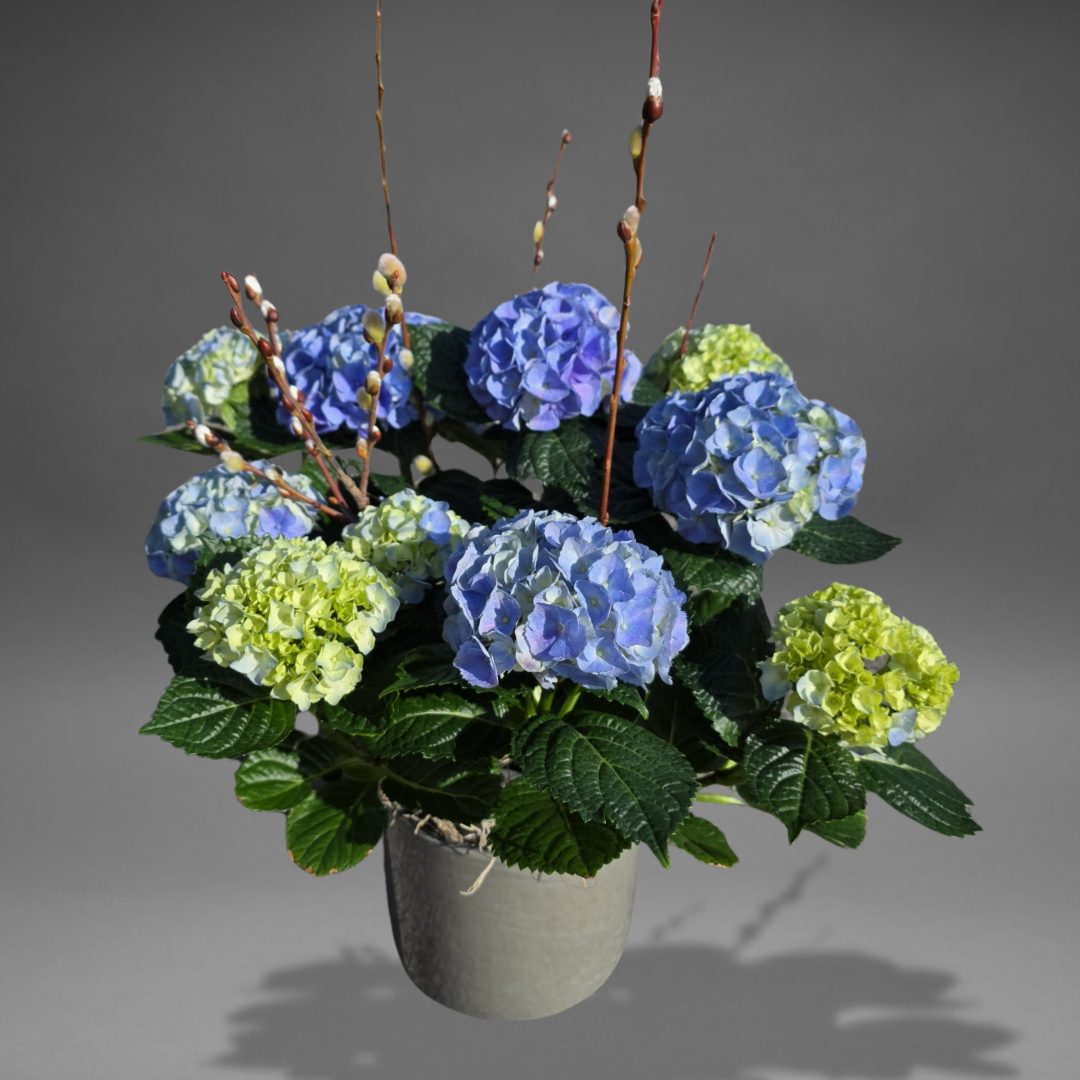 Blue Bliss Hydrangea