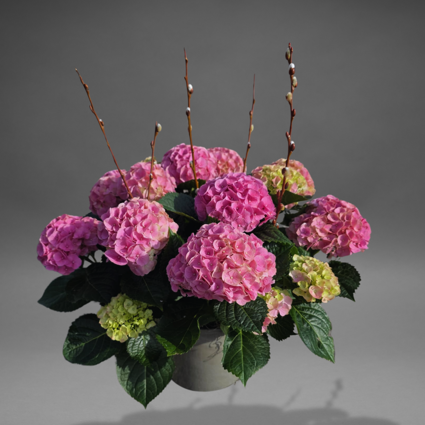 Cotton Candy Hydrangea