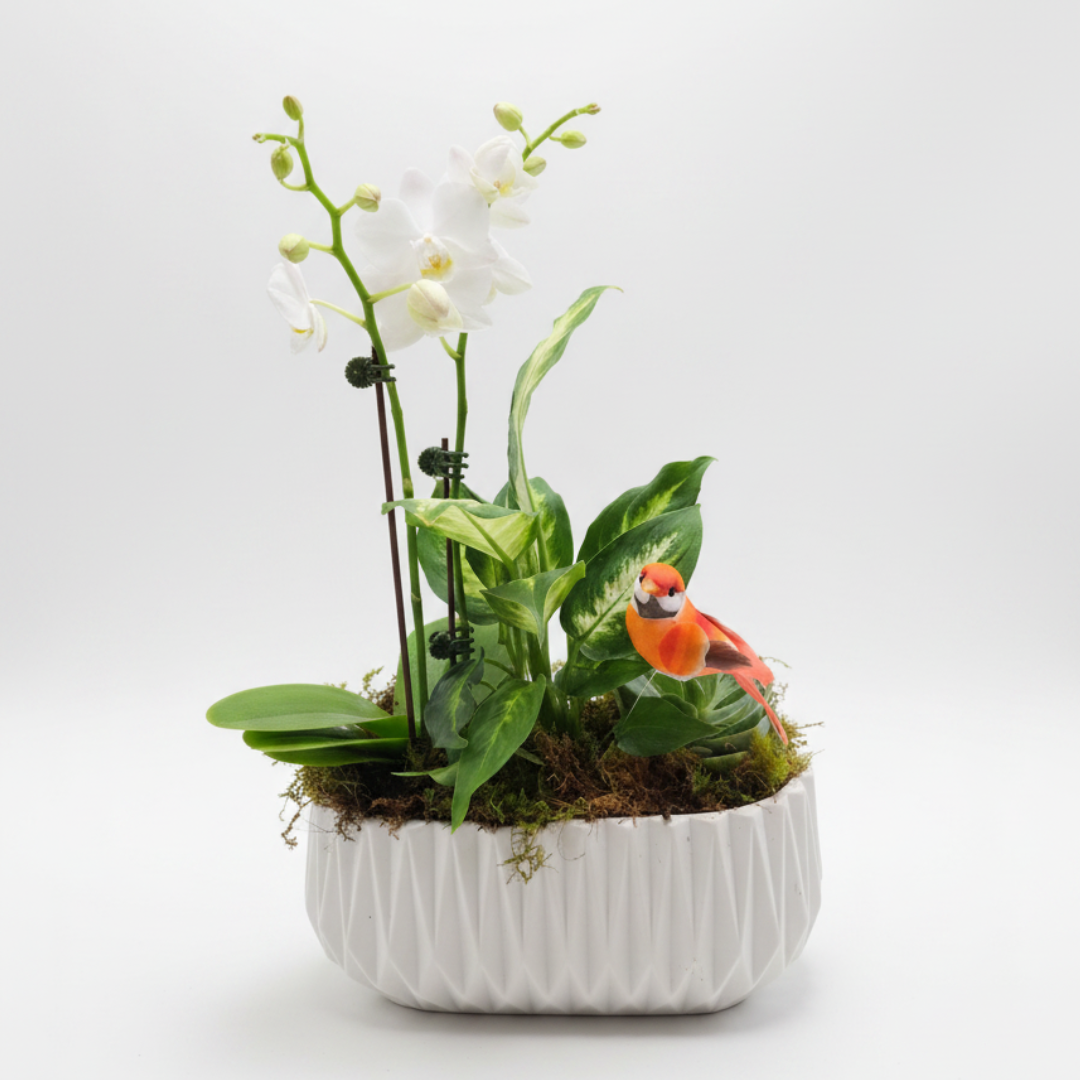 Orchid Oasis Garden – ALANA'S FLOWERS & GIFTS, Etobicoke ON