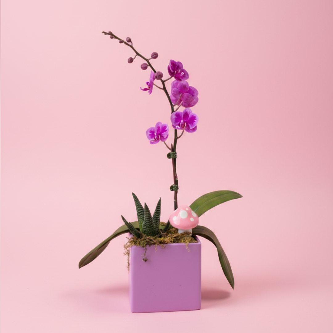 Lavender Wishes