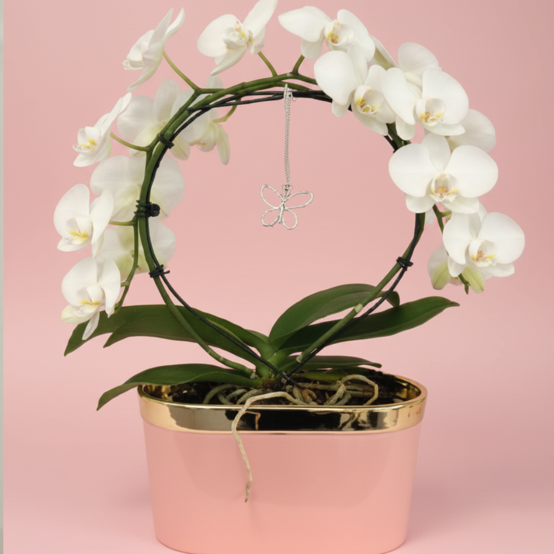 Endless Love Orchid