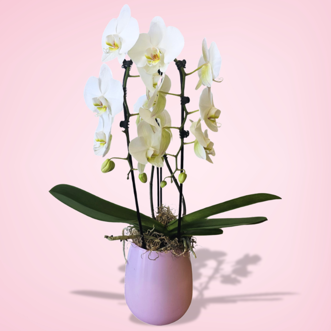 Opaline Elegance Orchid