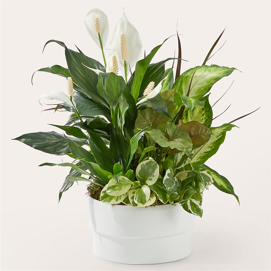Radiating Positivity Dishgarden – ALANA'S FLOWERS & GIFTS, Etobicoke ON