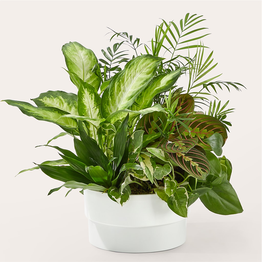 Radiating Positivity Dishgarden – ALANA'S FLOWERS & GIFTS, Etobicoke ON