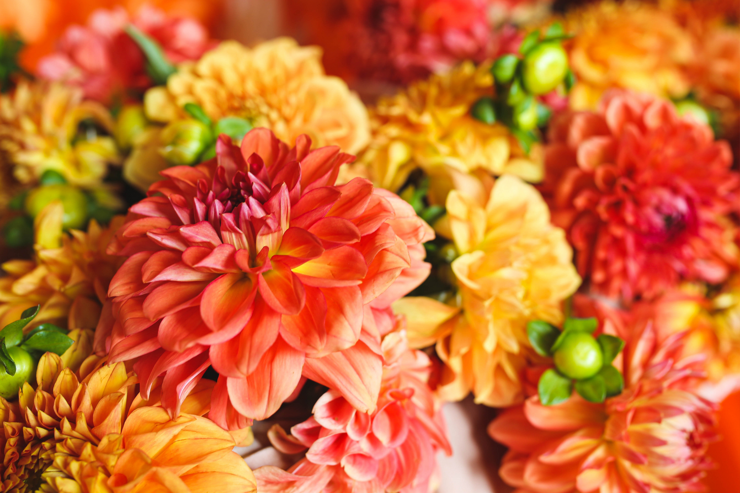 Seasonal Collection