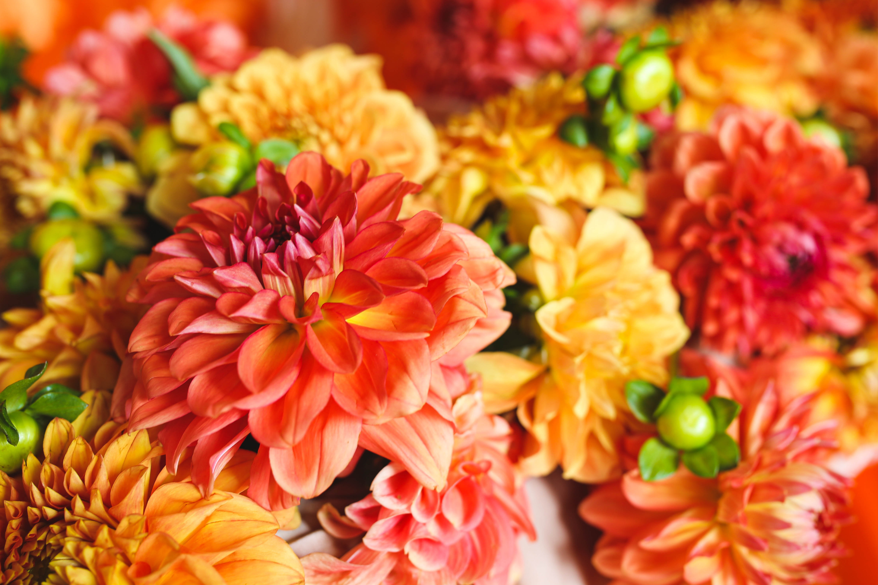 Seasonal Collection