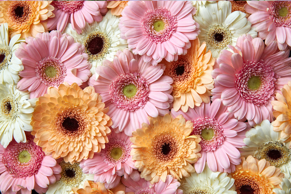 Vase Arrangements