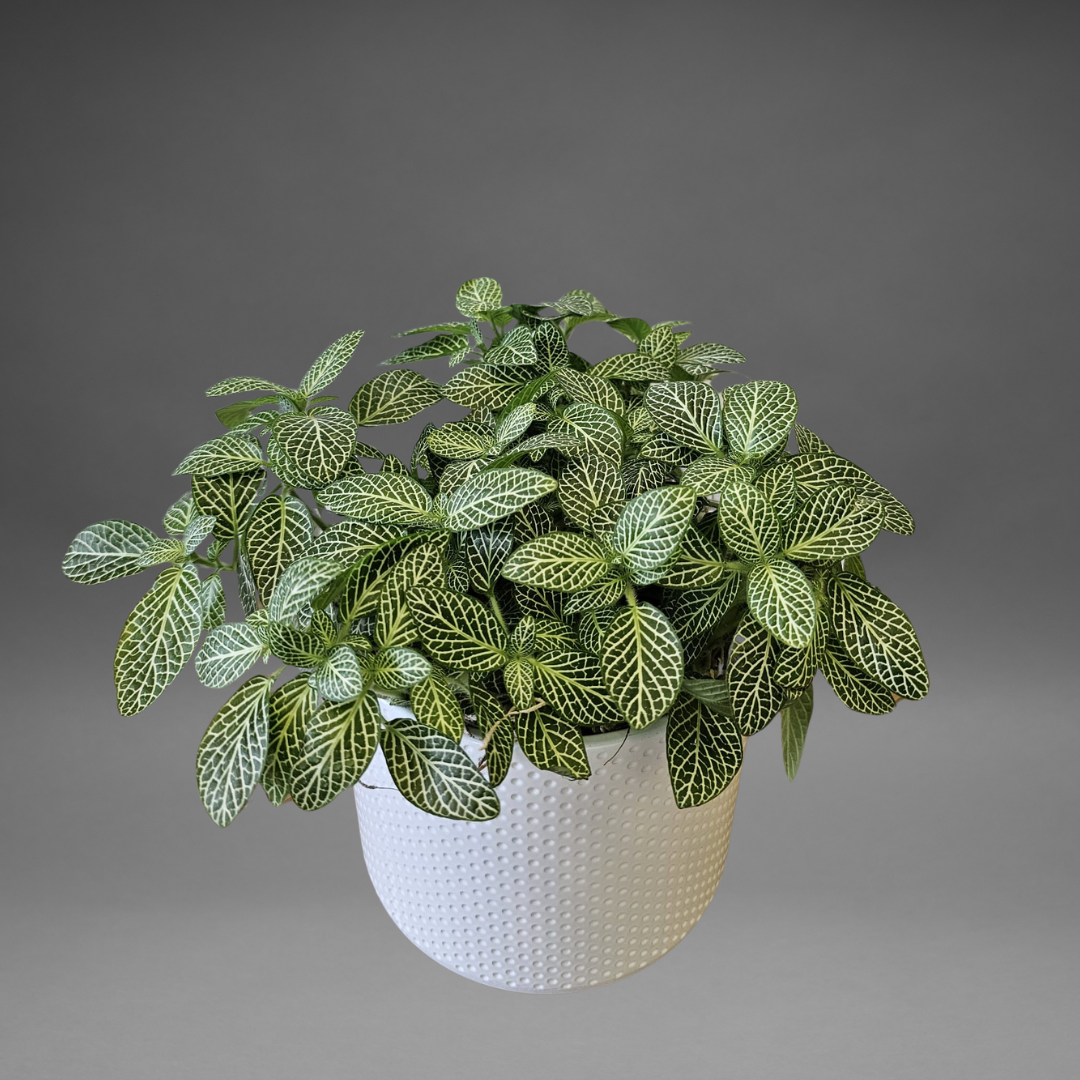 Potted Fittonia