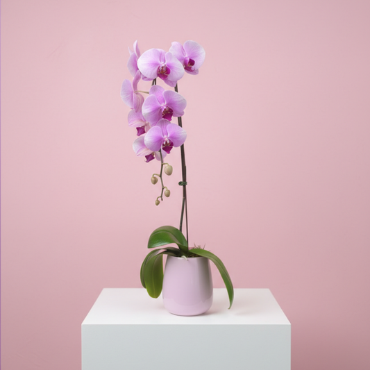 Pink Phalaenopsis Orchid
