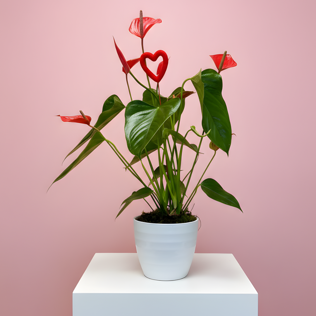Scarlet Heart - Red Anthurium