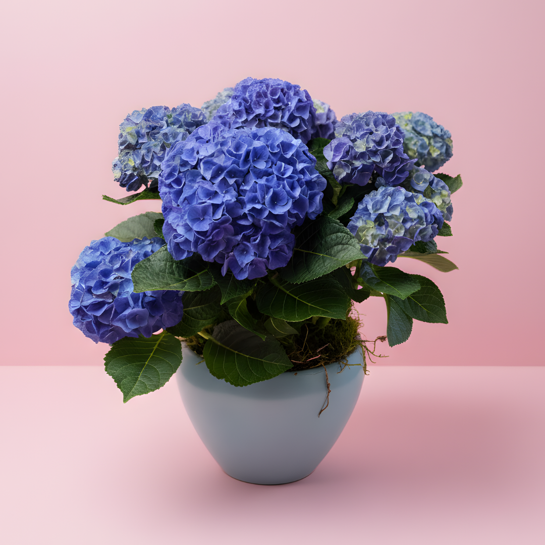 Hydrangea Bliss Collection
