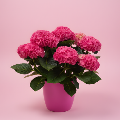 Hydrangea Bliss Collection