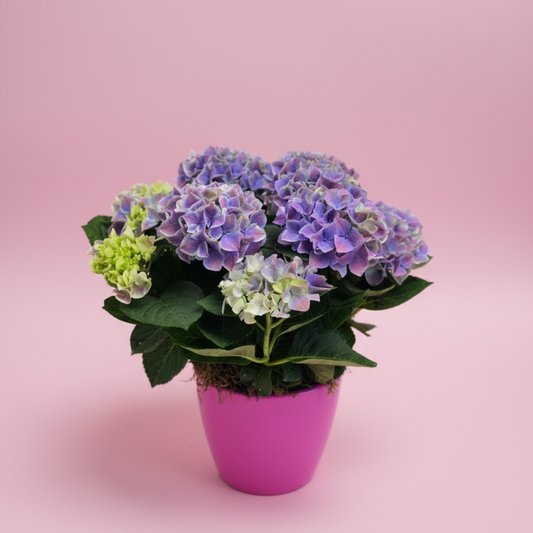 Hydrangea Bliss Collection