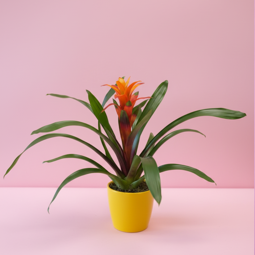 Exotic Charm Bromeliad
