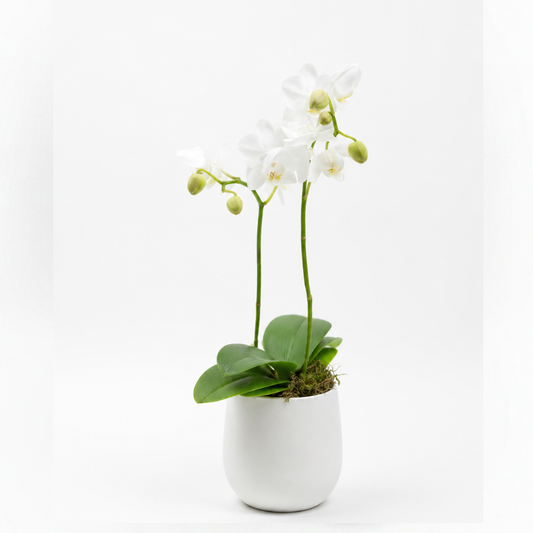 Petite Orchid Bliss – ALANA'S FLOWERS & GIFTS, Etobicoke ON