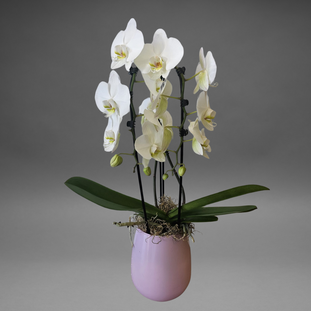 White Phalaenopsis Orchid