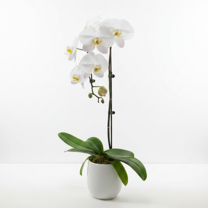 White Phalaenopsis Orchid – ALANA'S FLOWERS & GIFTS, Etobicoke ON