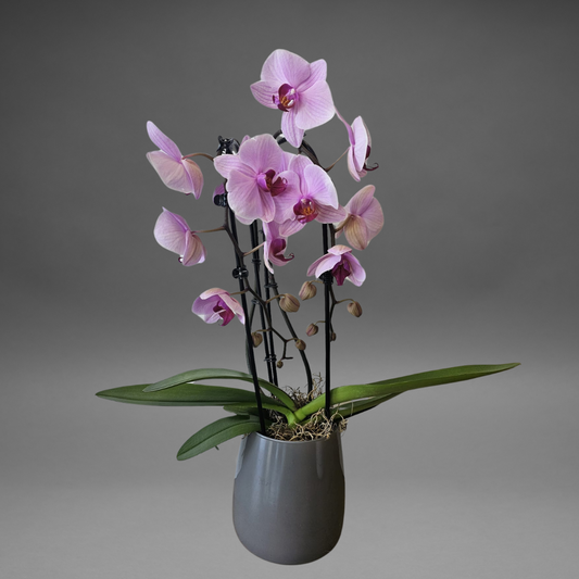 Pink Phalaenopsis Orchid