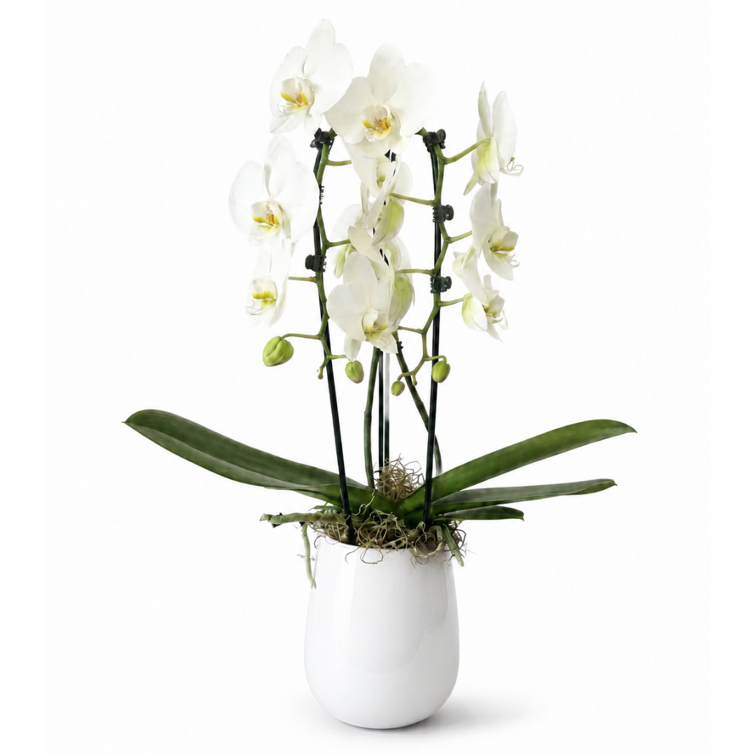 Double White Phalaenopsis Orchid – ALANA'S FLOWERS & GIFTS, Etobicoke ON