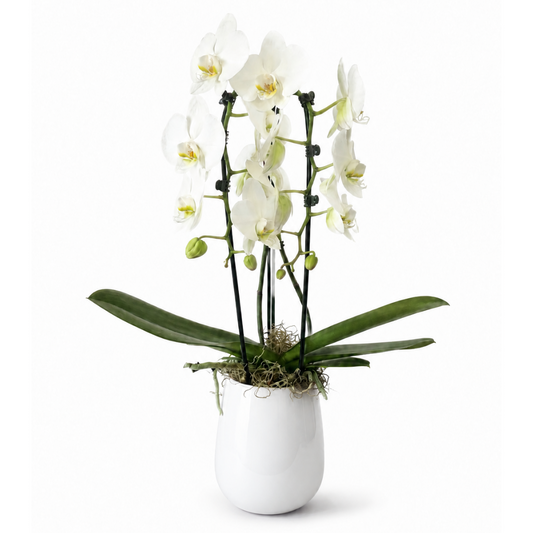 Double White Phalaenopsis Orchid – ALANA'S FLOWERS & GIFTS, Etobicoke ON