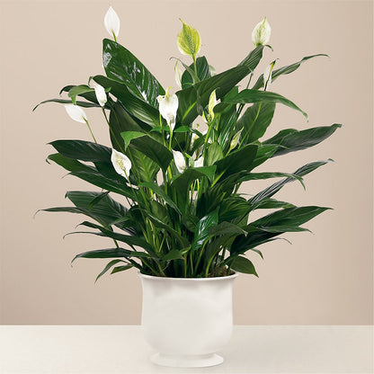 Comfort Planter – ALANA'S FLOWERS & GIFTS, Etobicoke ON