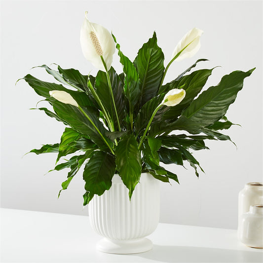 Comfort Planter – ALANA'S FLOWERS & GIFTS, Etobicoke ON