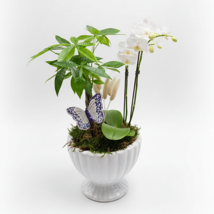 Prosperity Garden – ALANA'S FLOWERS & GIFTS, Etobicoke ON