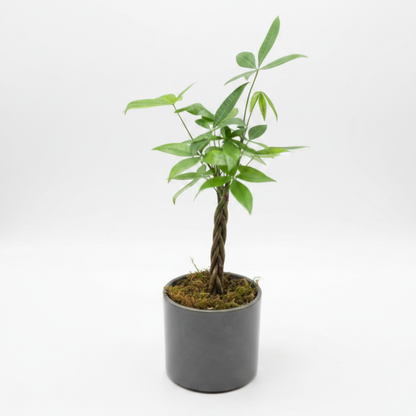 Money Tree – ALANA'S FLOWERS & GIFTS, Etobicoke ON