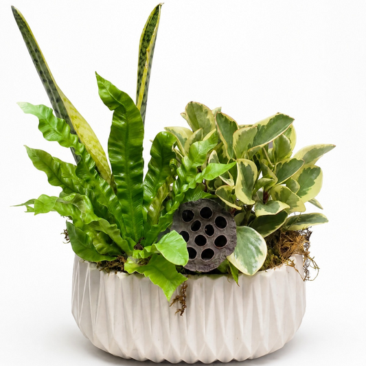 Botanical Bliss – ALANA'S FLOWERS & GIFTS, Etobicoke ON