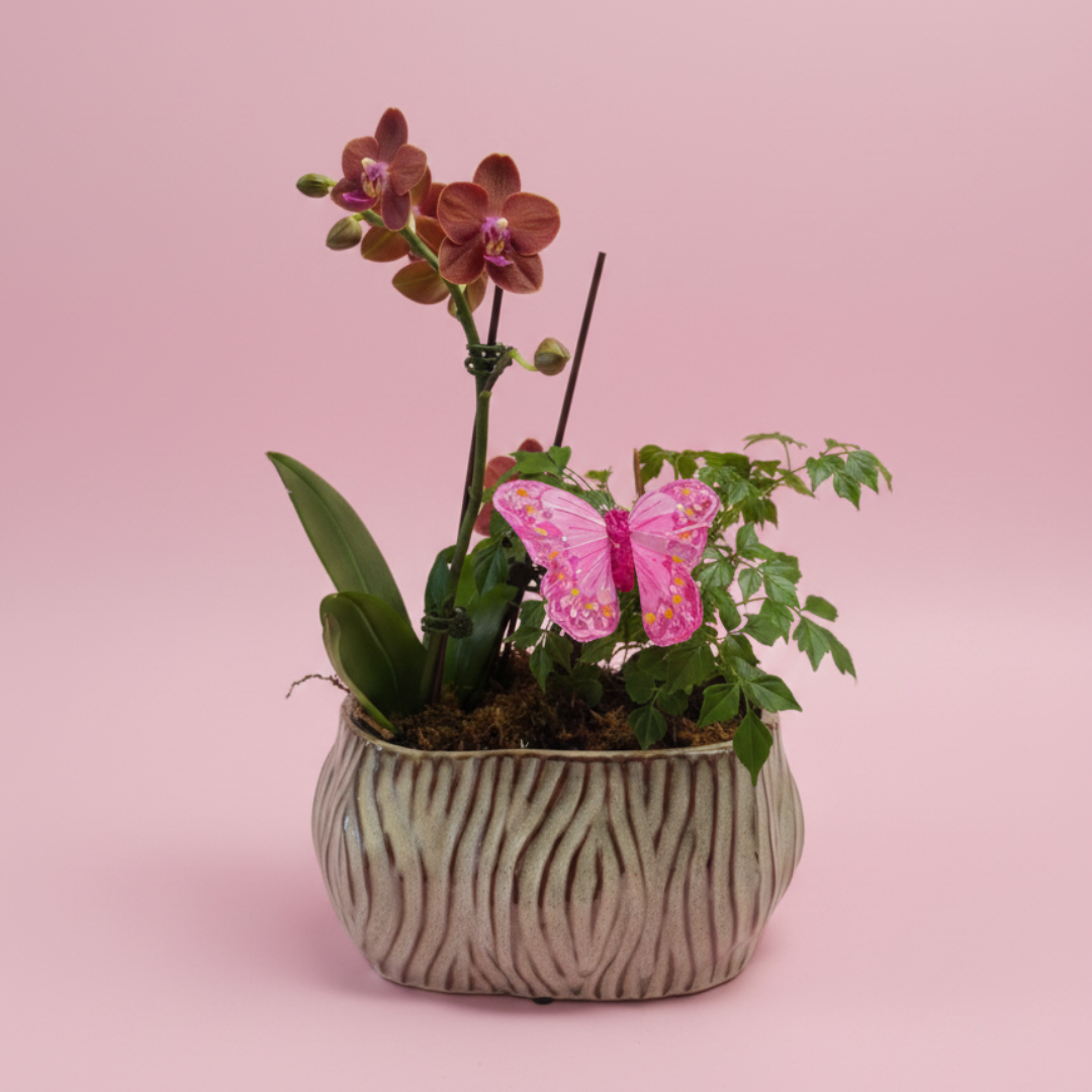 Orchid Reverie