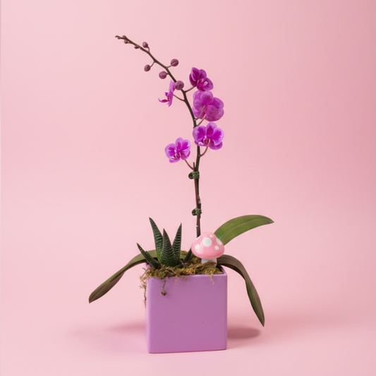 Lavender Wishes
