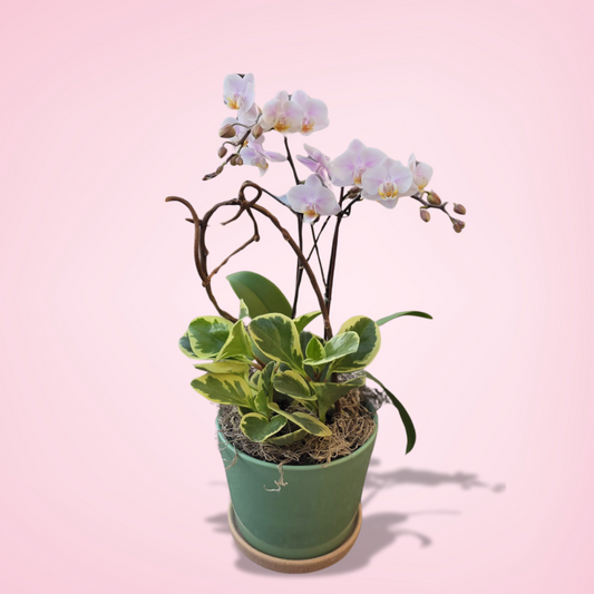 Orchid Serenity Planter