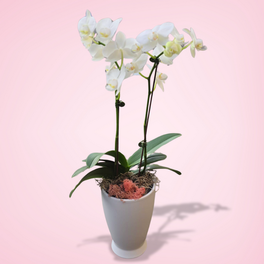 Elegant Whisper Orchid