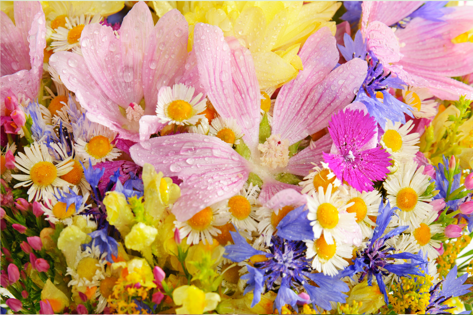 homepageBannerMetadata_Image_1751143149352.png